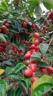 Hình ảnh nhót siêu ngọt chín 500gr