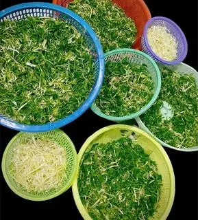 Hình ảnh Hành Chẻ