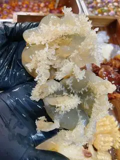 Hình ảnh Sứa Chùm baby 