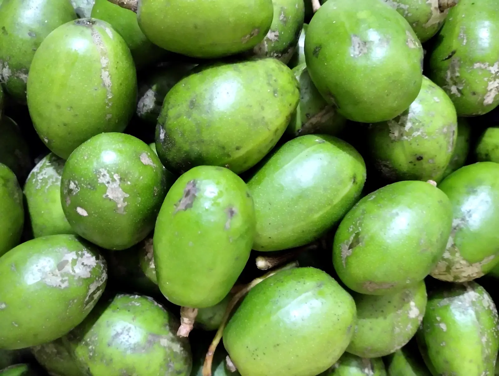 Hình ảnh 1kg cóc bao tử tặng kèm đồ chấm 