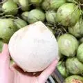 Hình ảnh Dừa xiêm gọt xuất L1