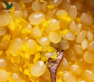 Hình ảnh Hạt Đác Rim Khóm Nha Trang