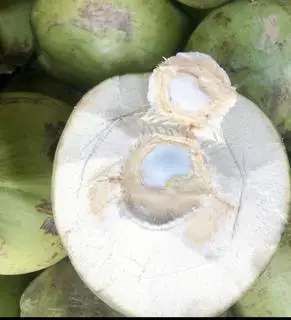 Hình ảnh Dừa xiêm L1