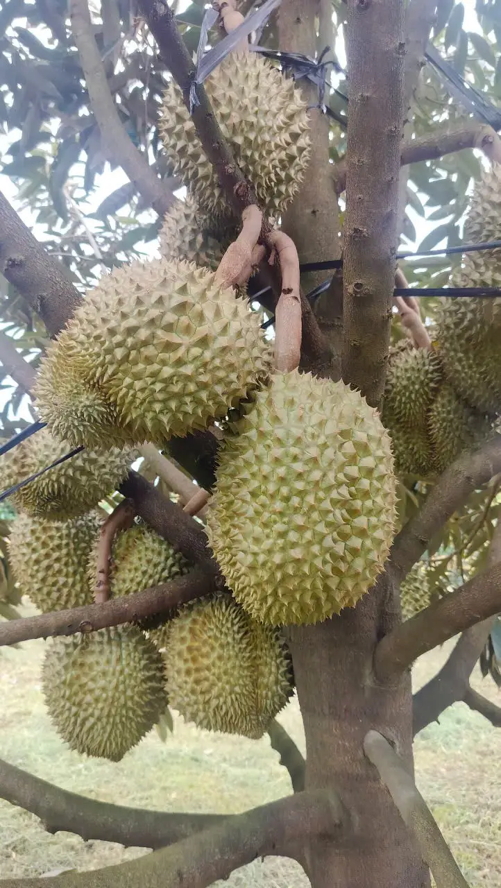 Hình ảnh Sầu Thái Lan (trái) (giá 80k/1kg)