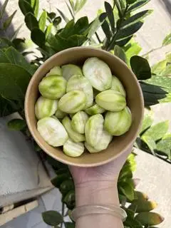 Hình ảnh Cóc