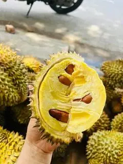 Hình ảnh thêm múi sầu riêng 
