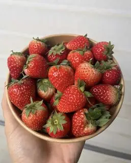 Hình ảnh Dâu Tây