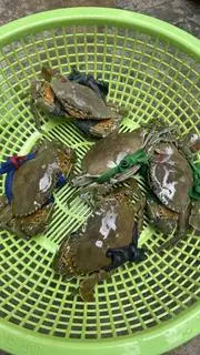 Hình ảnh Cua Thịt Size 5con 1kg hấp
