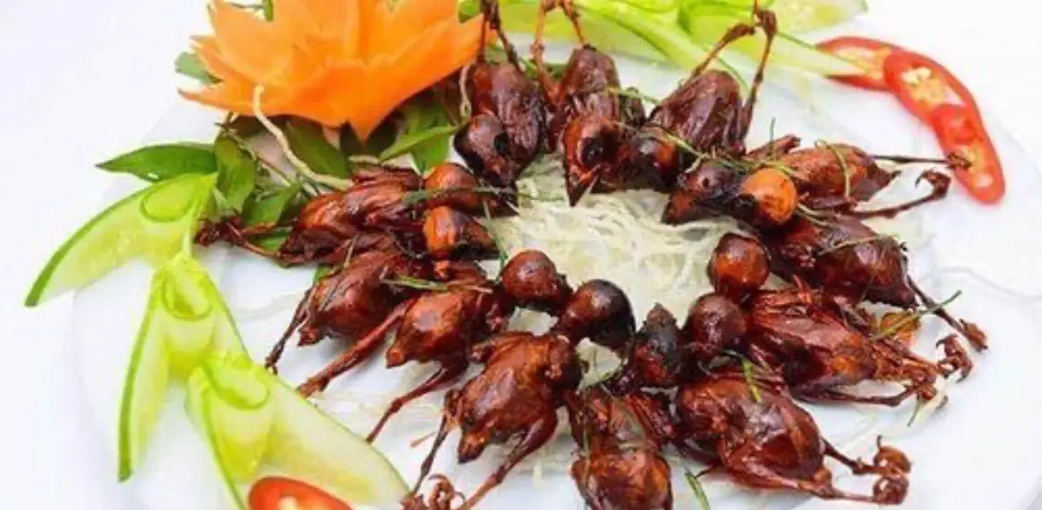 Hình ảnh 10 Chim sẻ quay móc mật