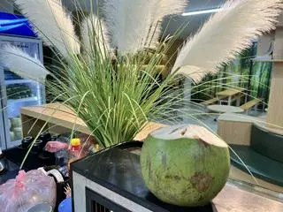 Hình ảnh Dừa Bến Tre Bóc Cùi