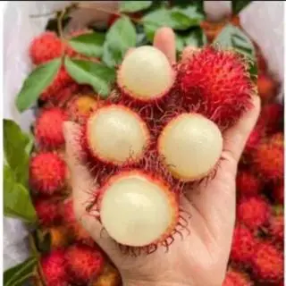 Hình ảnh chôm chôm nhãn lột vỏ siêu giòn ngọt ngon nên thử (hộp 400g)