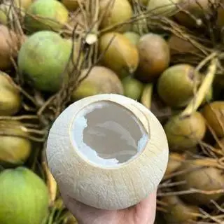 Hình ảnh Dừa Xiêm Trọc