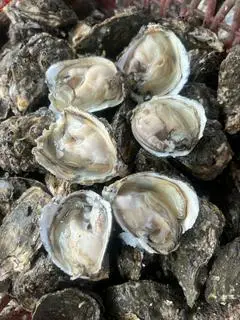 Hình ảnh 1KG HÀU SỐNG CÒN VỎ 