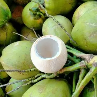 Hình ảnh Dừa