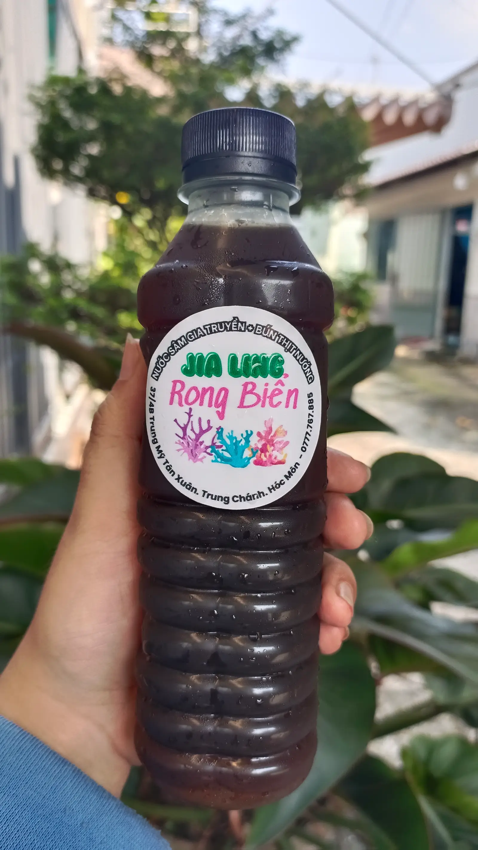 Hình ảnh Sâm Rong Biển