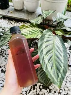 Hình ảnh Sâm nhà làm
