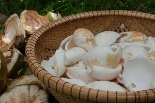 Hình ảnh CƠM DỪA TƯƠI TRONG NGÀY 