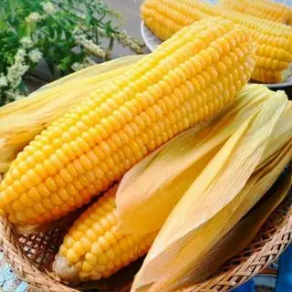 Hình ảnh Bắp mỹ luộc