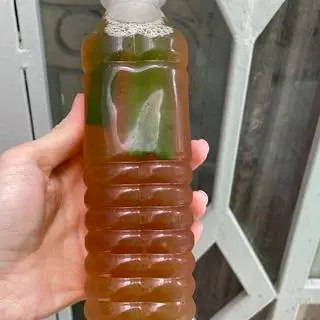 Hình ảnh Rong biển hạt chia