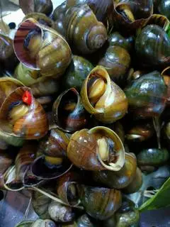 Hình ảnh Ốc Bu Hấp Sả 