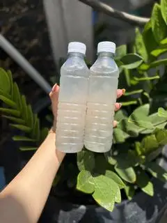 Hình ảnh Nha đam hạt chia 