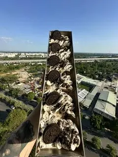 Hình ảnh TIRAMISU OREO CRUSH