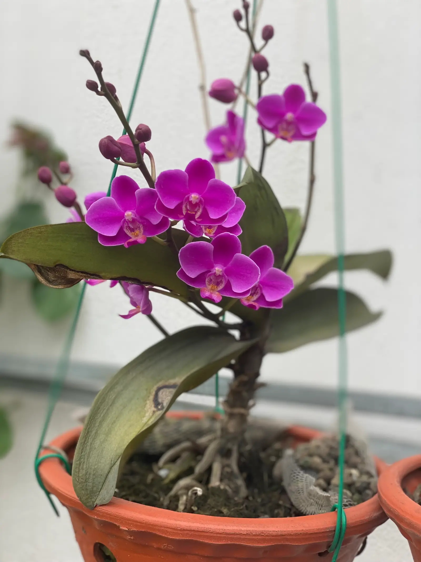 Hình ảnh Nem chua rán 5 cái