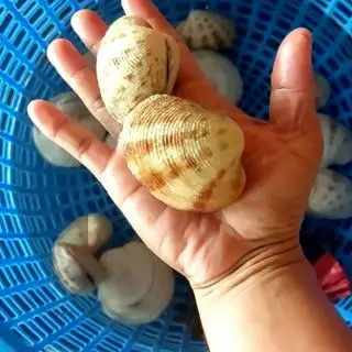 Hình ảnh Ngao sần hấp xã