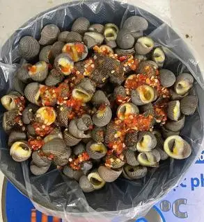 Hình ảnh ốc ngựa xốc muối