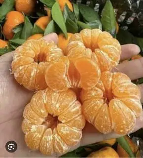 Hình ảnh hộp quýt bóc sẵn