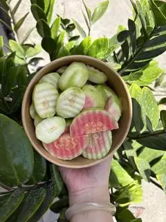 Hình ảnh ổi mix cóc
