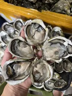 Hình ảnh Combo 5 hàu gỏi