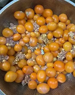 Hình ảnh Trứng non ăn thêm