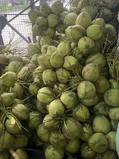 Hình ảnh Dừa Dứa (1 Trái)