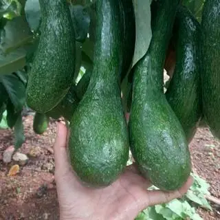 Hình ảnh SINH TỐ BƠ