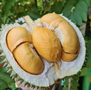 Hình ảnh 500 gr black thorn