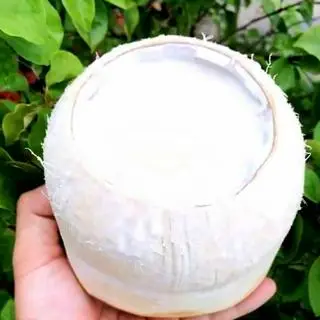 Hình ảnh Rau câu trái dừa truyền thống