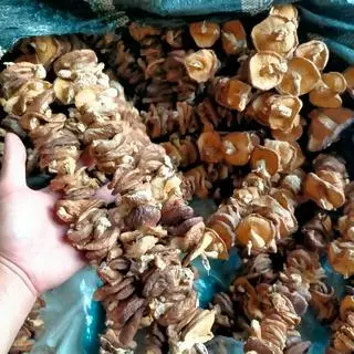 Hình ảnh Nấm hương rừng