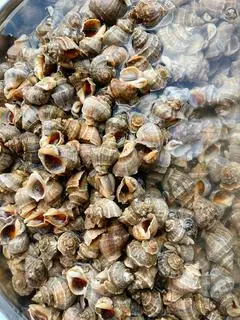 Hình ảnh Ốc gai xào bơ tỏi