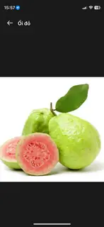 Hình ảnh Ổi đỏ