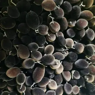 Hình ảnh trái say 500g