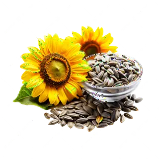 Hình ảnh Hướng dương nguyên vị