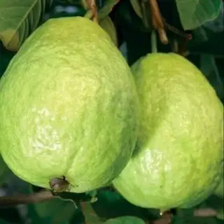Hình ảnh ổi Lê thơm ngon giòn giòn 