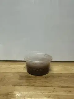 Hình ảnh Mắm Tôm