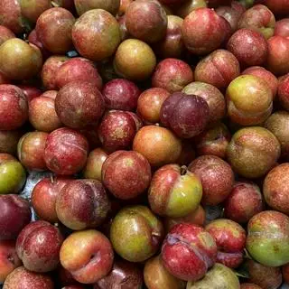 Hình ảnh Mận Hậu