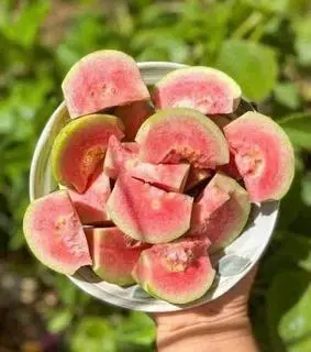 Hình ảnh Ổi lắc xí muội ô mai