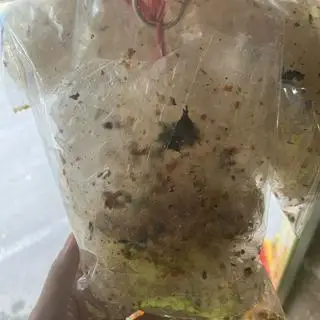 Hình ảnh bánh tráng rong biển cháy tỏi không cay