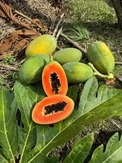 Hình ảnh Đu đủ nhật