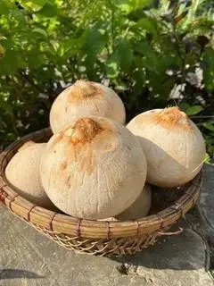 Hình ảnh Dừa xiêm trọc không tẩy, sz 300-400g