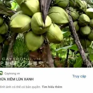 Hình ảnh Dừa Xiêm Sạch